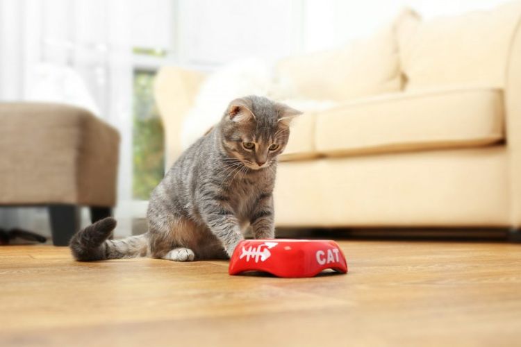 La gata no come