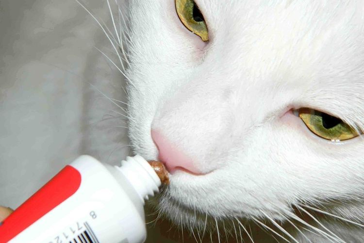 Pasta de malta para gato