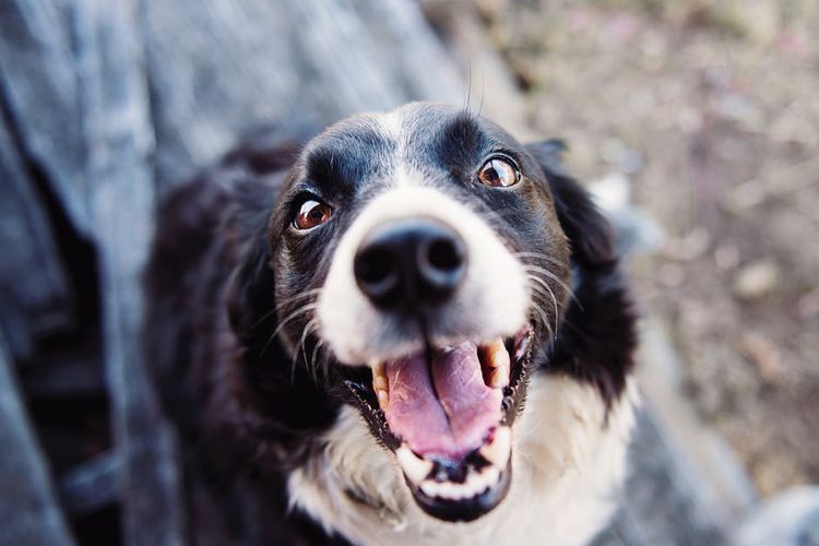 El perro espera la comida