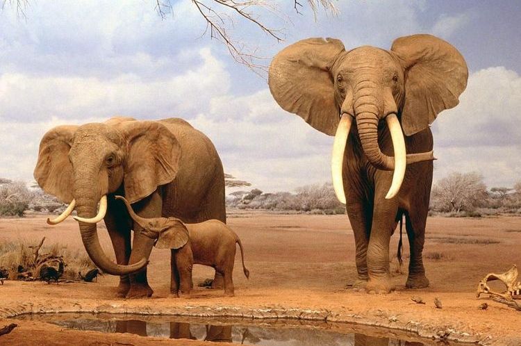 Elefante africano