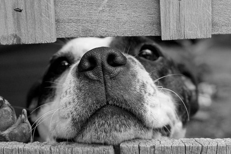 Perro