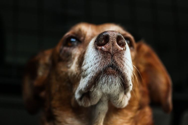 Perro