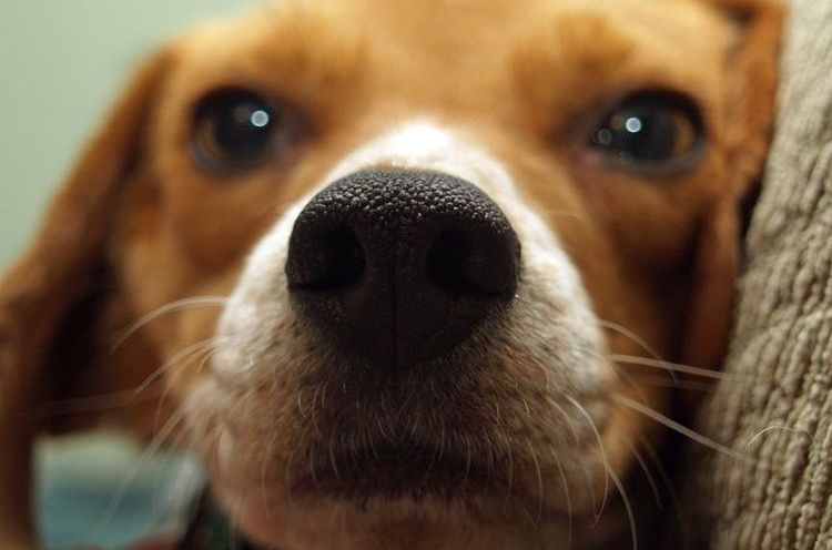Nariz del perro