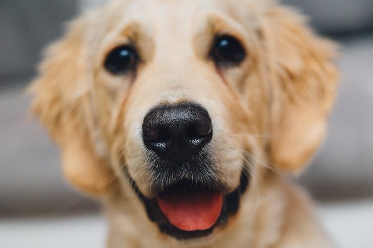 Labrador