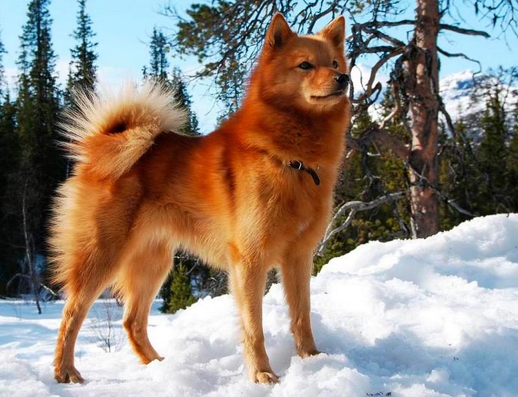 Foto de la Laika carelio-finlandesa