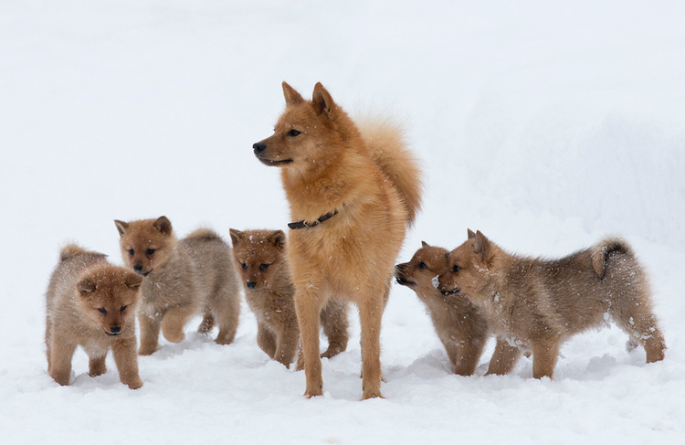 Laika carelio-finlandesa con cachorros