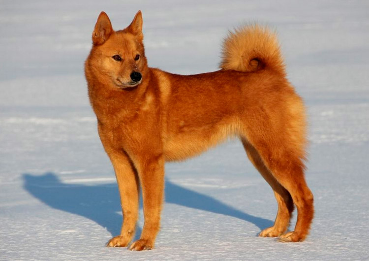 Cómo es el Laika carelio-finlandés