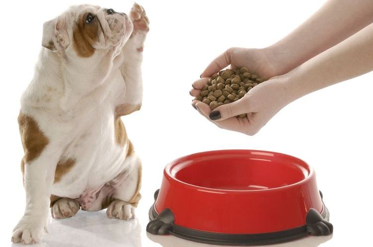 El perro pide comida