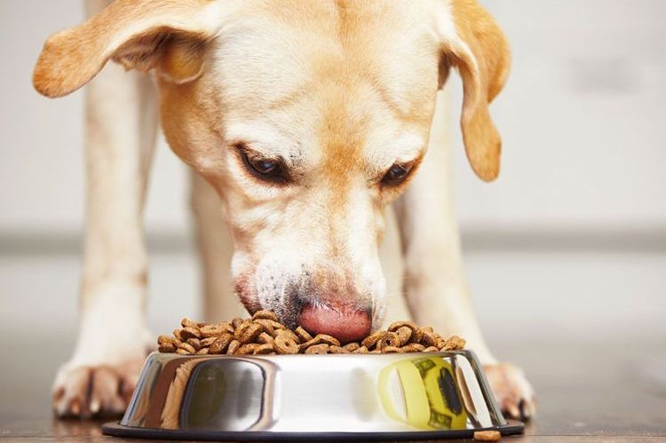 El labrador come de un cuenco
