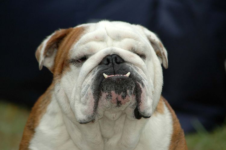 Bulldog Inglés