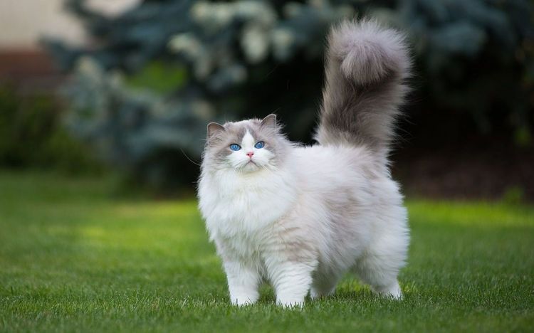 Gato lujoso