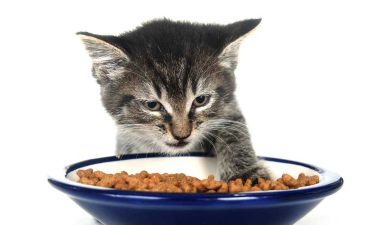 Trockenfutter und Katze