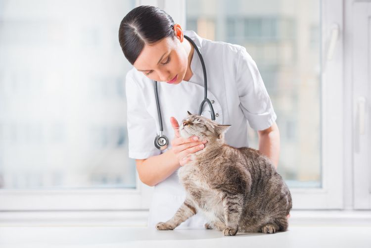 Gato en el veterinario