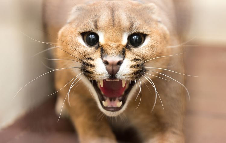 El caracal ruge