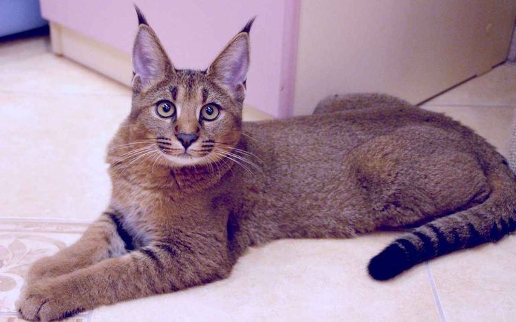 Caracat, similar a un lince