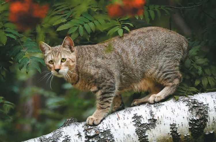 Pixie-bob, similar a un lince