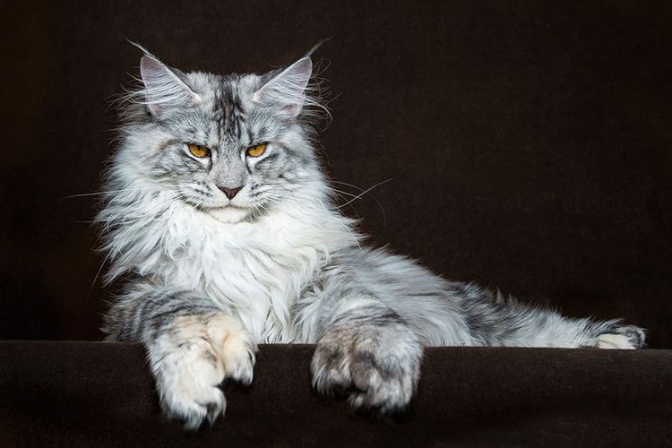 Maine coon, similar a un lince