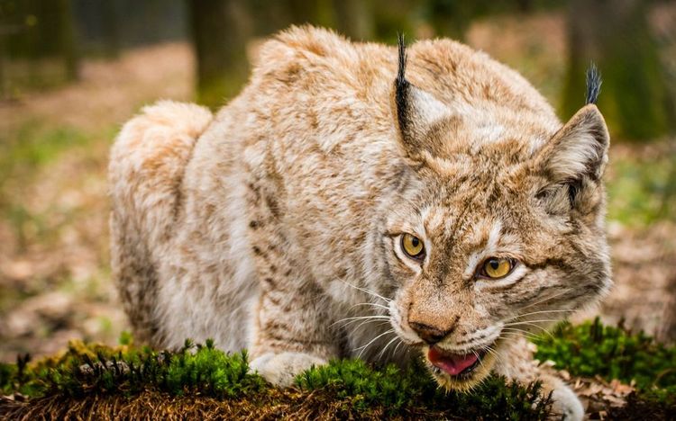 Lince salvaje