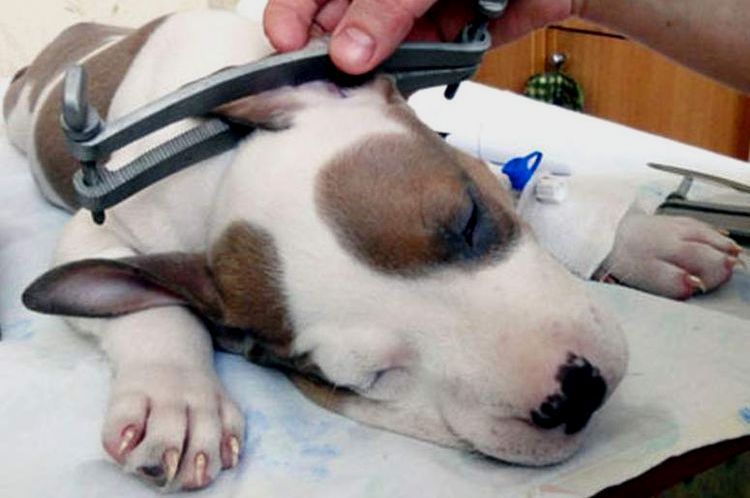 Corte de orejas a un cachorro