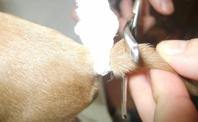 Corte de cola en perros