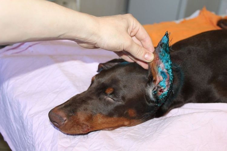 Problemas con las orejas del perro después del corte
