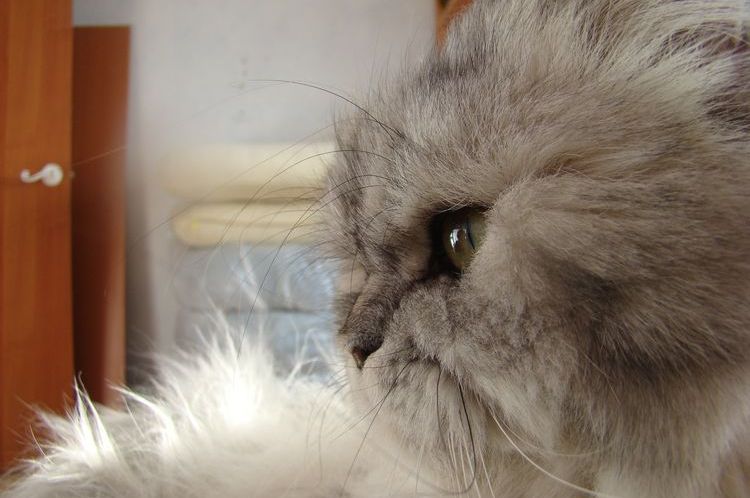 Gato triste y peludo