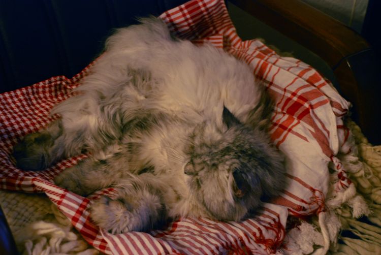 Lipidosis hepática en gatos y gatas