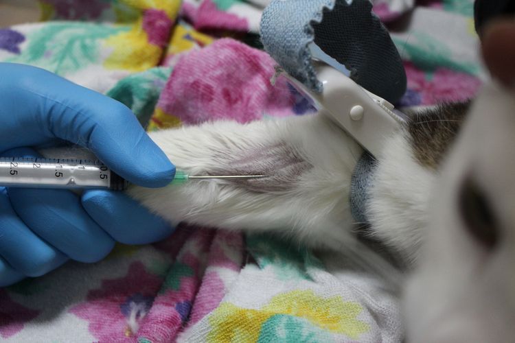 Análisis de sangre en gato