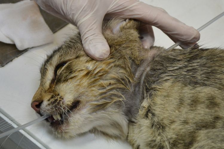 Alimentación del gato mediante sonda