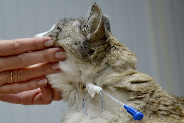 Alimentación del gato mediante sonda esofágica