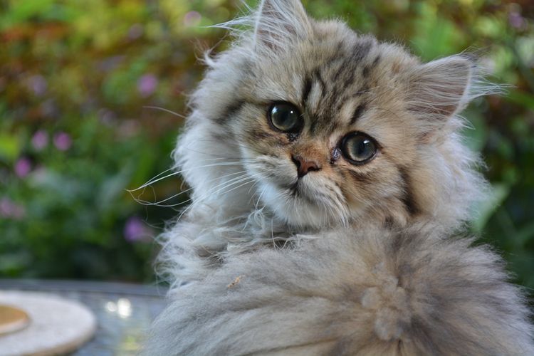 Lipidosis hepática en gatos