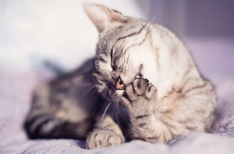 El gato se lame la pata