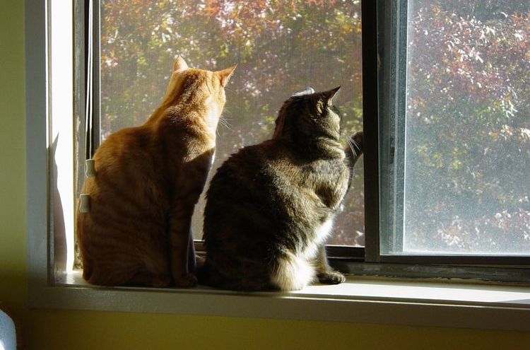 Gatos en el alféizar