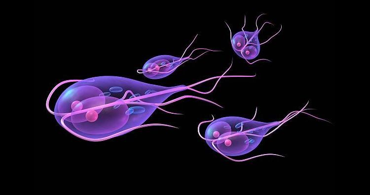 Giardia en gatos