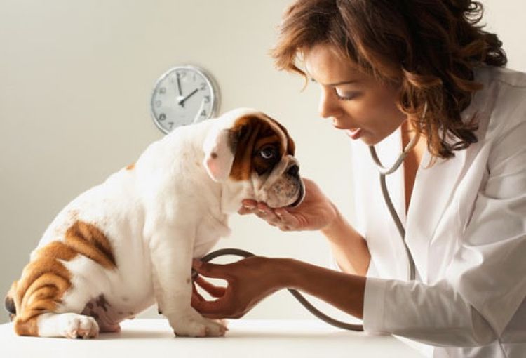 Hund beim Tierarzt