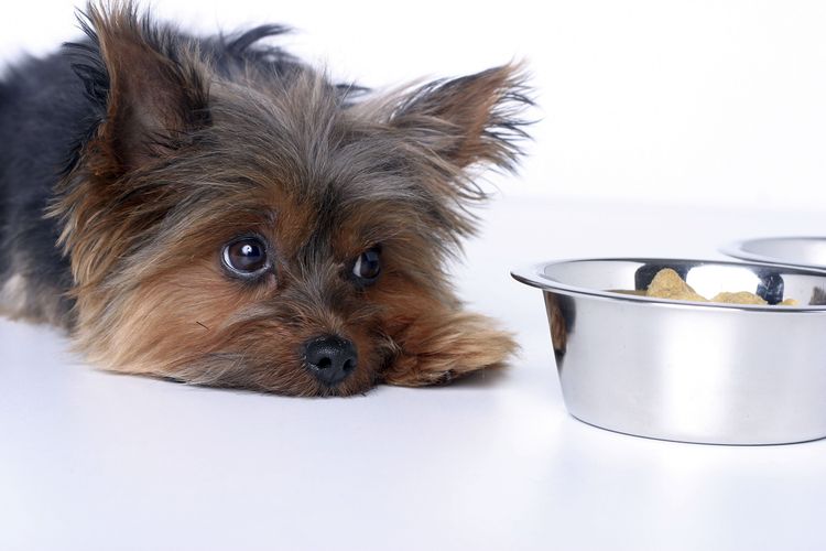 Der Hund verweigert das Futter