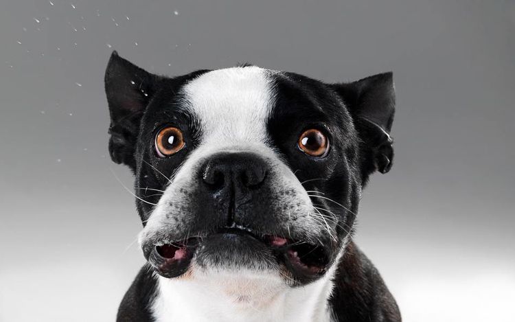 Fröhlicher Hund