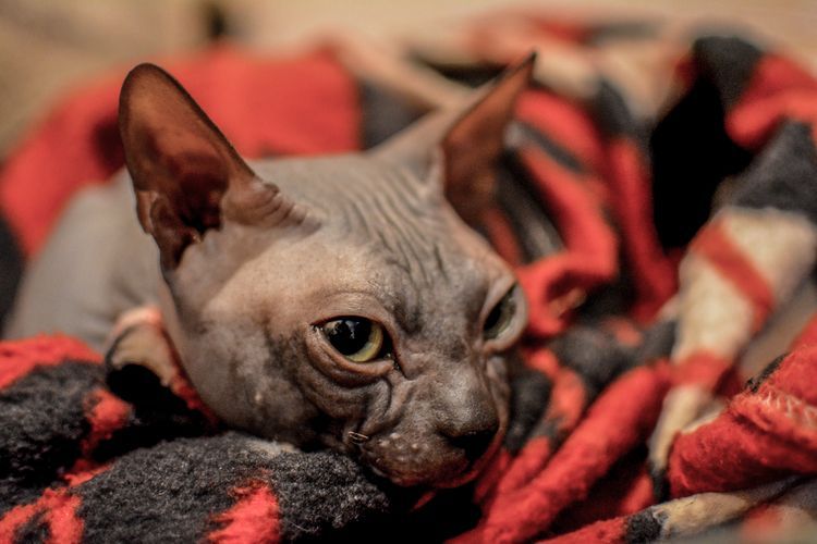 Mastopatía en la gata