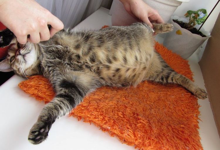 Mastopatía en la gata