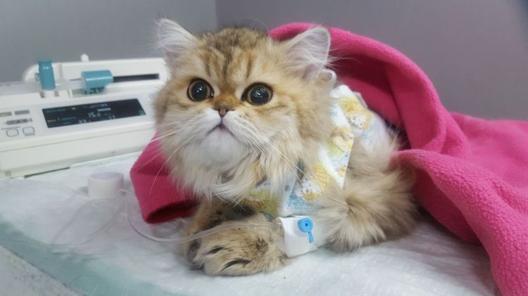 Esterilización de la gata en caso de mastopatía