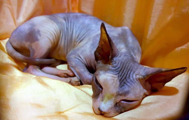 Sphynx