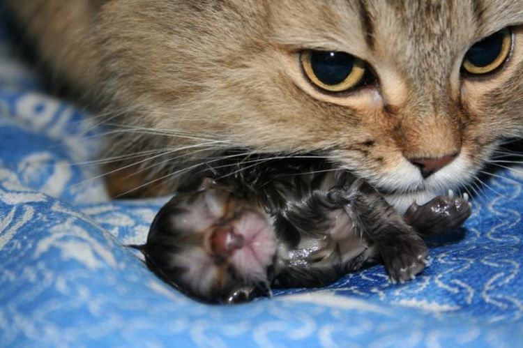 ¿Las gatas se comen a los gatitos?