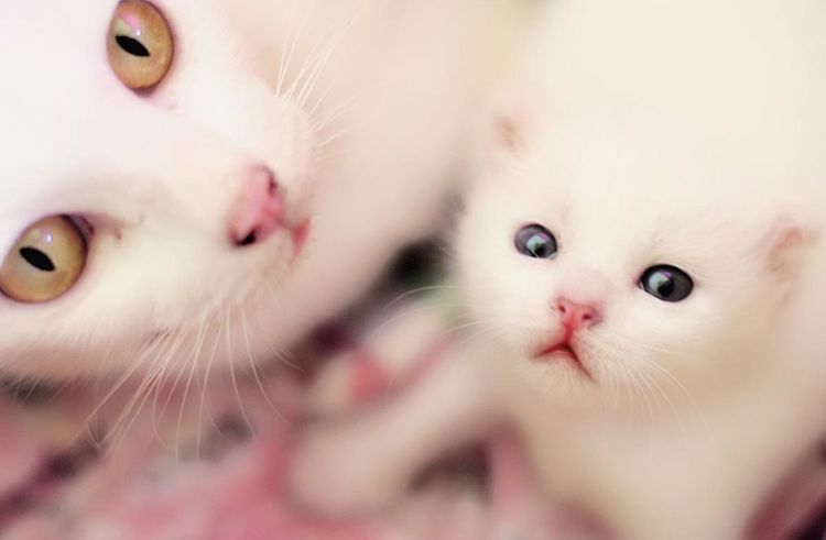 La gata y su gatito