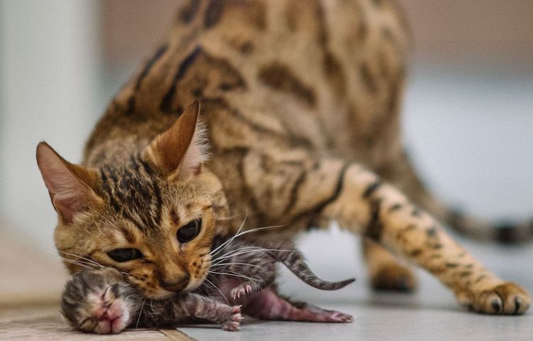 La gata come al gatito