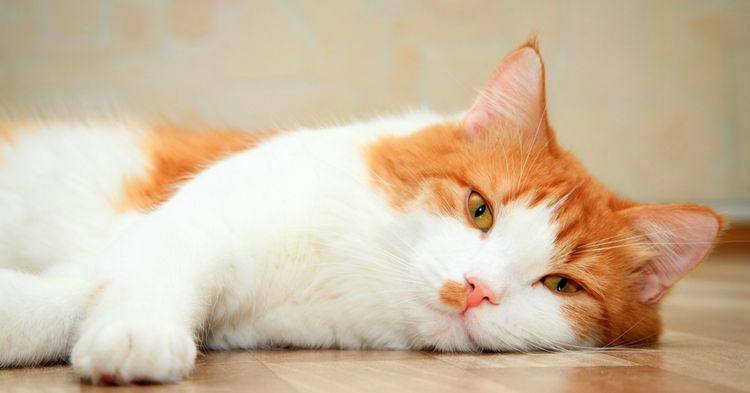 Gata adulta