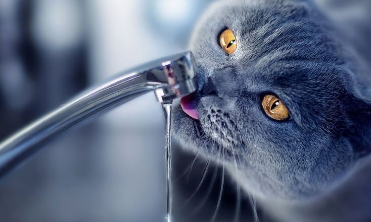 El gato bebe agua del grifo
