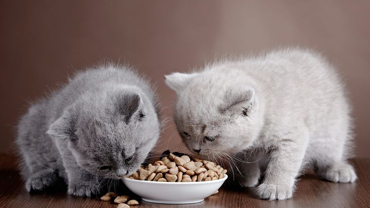Los gatitos comen pienso seco