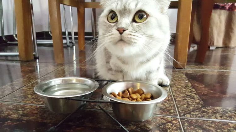 El gato come comida de perro