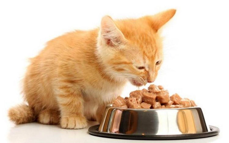 Alimentación dietética para gato