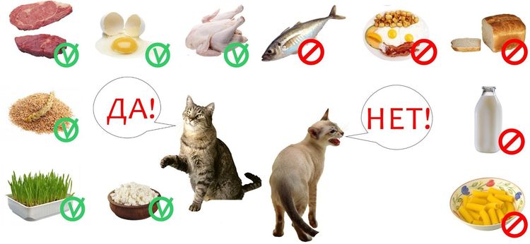 Lo que se puede y no se puede dar a los gatos